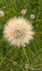 Close-up of dandelion