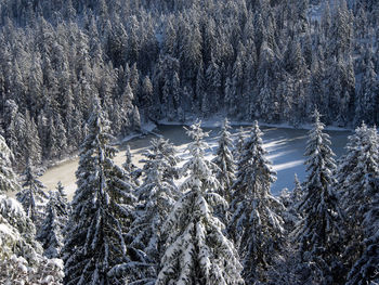 Aerial view of lake surrounded by snow-covered forest