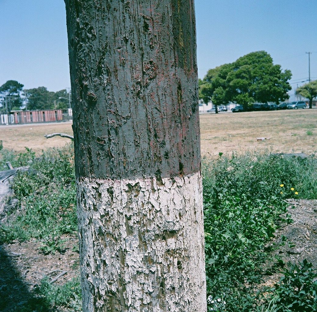 memorial, growth, tree, sky, day, plant, no people, outdoors, nature, ivy, architecture