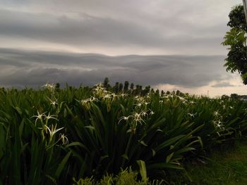 Crops growing on field against sky