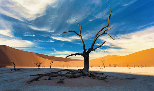 Bare trees on land against sky during sunset