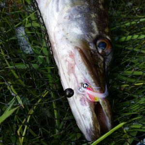 Close-up of fish