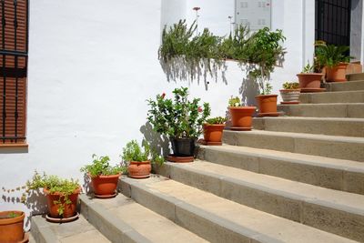 Potted plants against trees