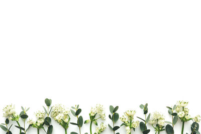 Potted plant against white background