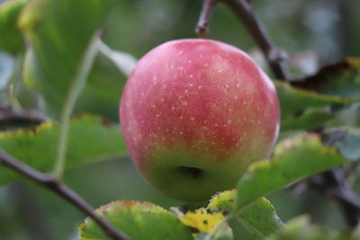 Close-up of apple on plant