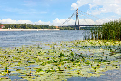 Summer landscape of the wide dnipro river with thickets of yellow water lilies  north bridge in kyiv