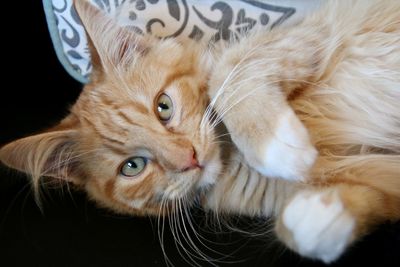 Close-up portrait of ginger cat