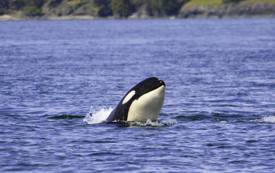 A killer whale is looking on the surface for something