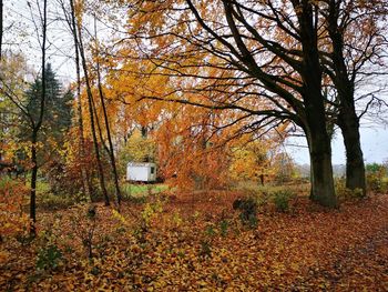 Trees growing on field during autumn