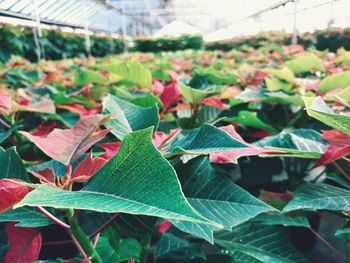 Close-up of plants in greenhouse