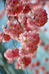 Close-up of pink cherry blossoms in spring