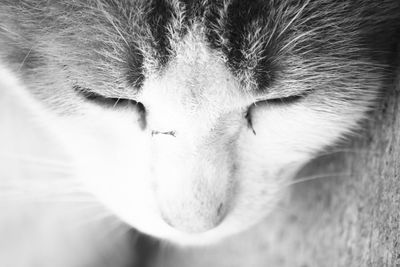 Close-up portrait of a cat