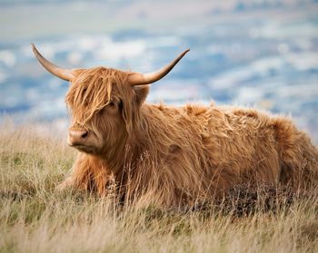 Highland cow on a field