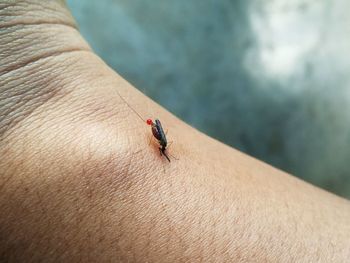 Close-up of insect on hand