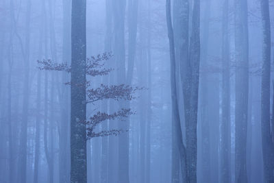 Scenic view of trees in forest during winter