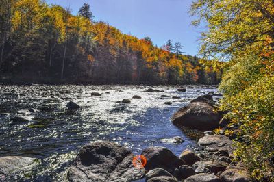 Scenic view of rocks in forest during autumn