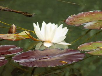 Close-up of lotus water lily in pond