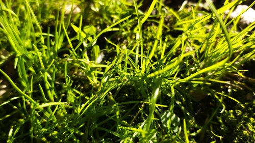 Full frame shot of fresh green plants