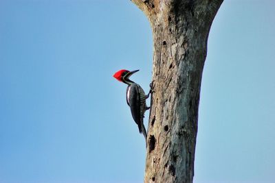 Low angle view of bird perching on tree against clear blue sky