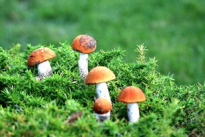 Close-up of mushroom growing on field