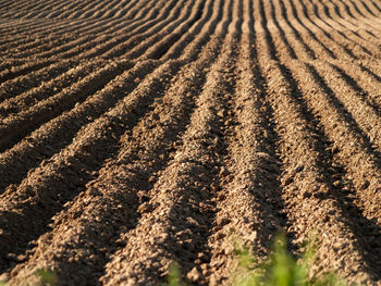 Full frame shot of agricultural field