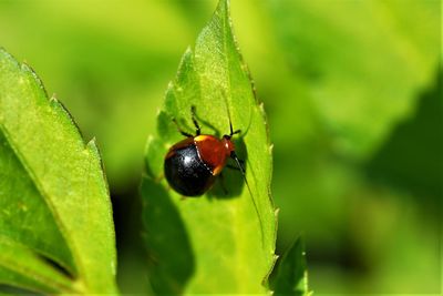 Close-up of ladybug on leaf