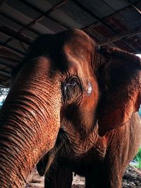 Close-up of elephant