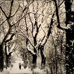 Bare trees against sky