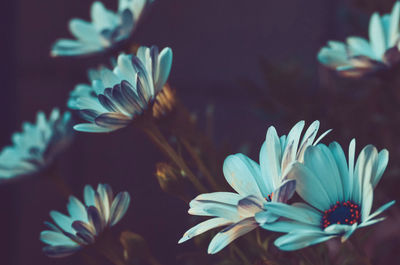 Close-up of blue flowering plant