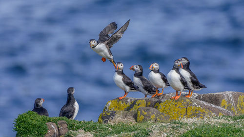 Puffins playing on a cliff