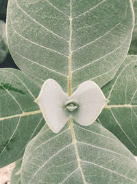 High angle view of white flowering plant