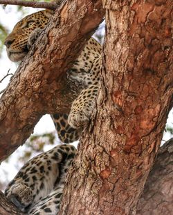 Close-up of lizard on tree trunk