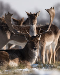 Deer relaxing on land during winter