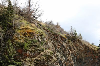 Low angle view of trees on mountain against sky
