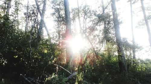 Low angle view of trees in forest against sky