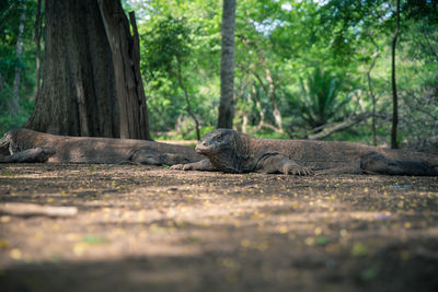 Lizard on a tree trunk