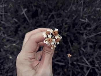 Cropped hand of woman holding flower