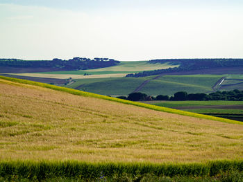 Scenic view of agricultural field against sky