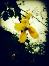 Close-up of yellow flower