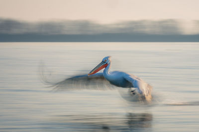 Bird in lake