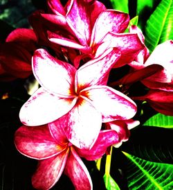 Close-up of pink flower