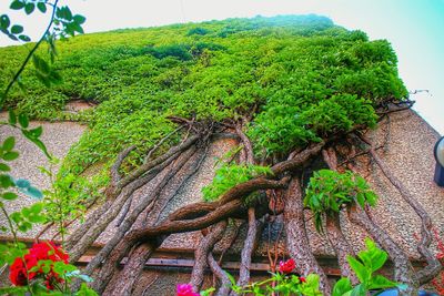 Low angle view of plants