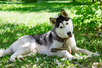 Portrait of dog relaxing on field