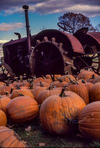 View of pumpkins against sky