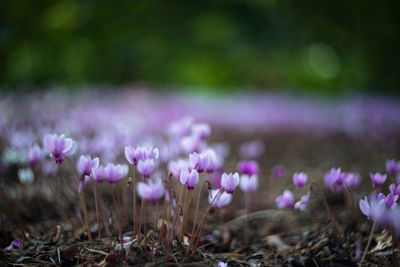 Close-up of purple crocus flowers on field