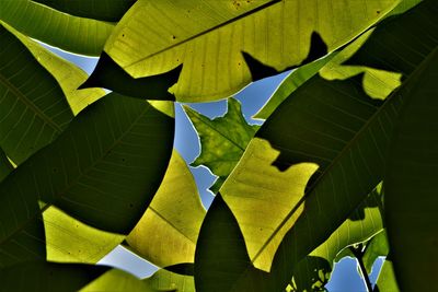 Close-up of leaves against sky