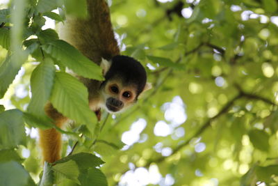 Portrait of a squirrel on tree