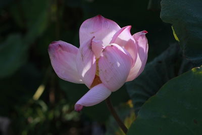 Close-up of pink rose flower