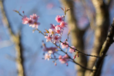  wild himalayan cherry with color is pink in the phu lom lo tourist attraction loei province thailand