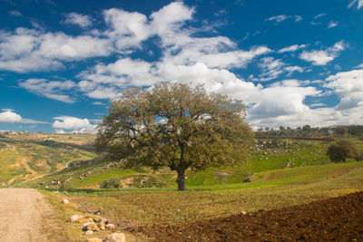 Trees on field against sky